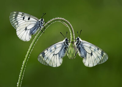 Dumanlı Apollo Kelebekleri