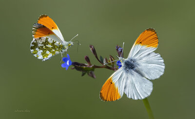 Turuncu Süslü Kelebek (Anthocharis Cardamines, Orange Tip) - Ankara, Güdül