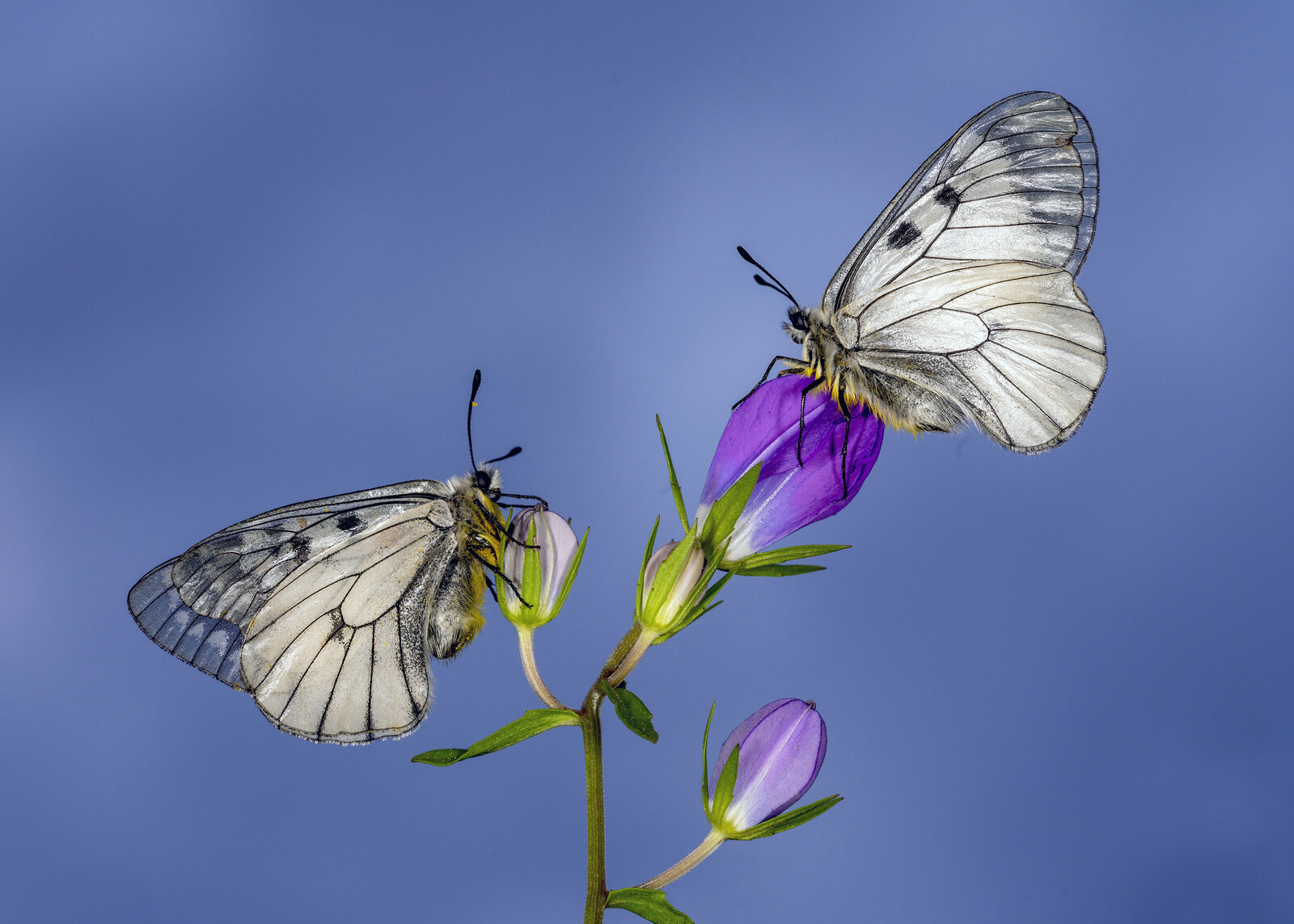 Dumanlı Apollo Kelebeği