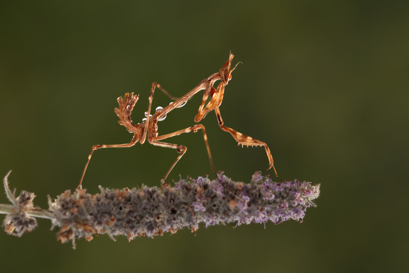 Mantis Religiosa (Peygamberdevesi)