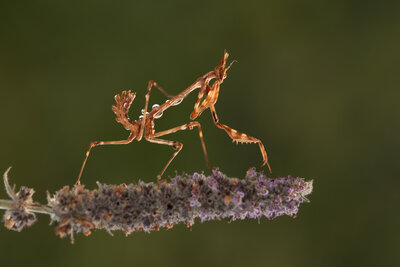 Mantis Religiosa (Peygamberdevesi)