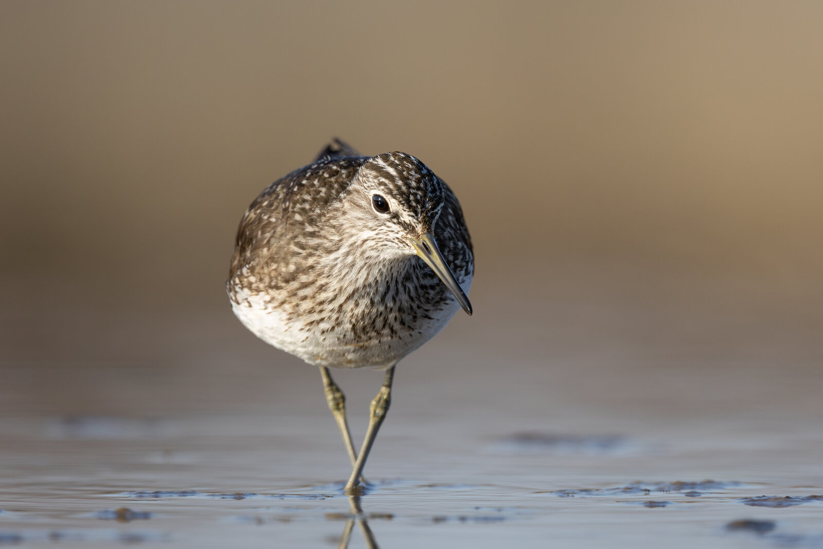 Yeşil Düdükçün ( Tringa Ochropus )