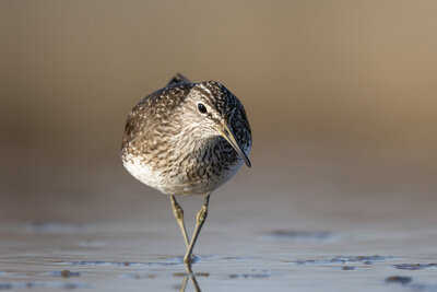Yeşil Düdükçün ( Tringa Ochropus )