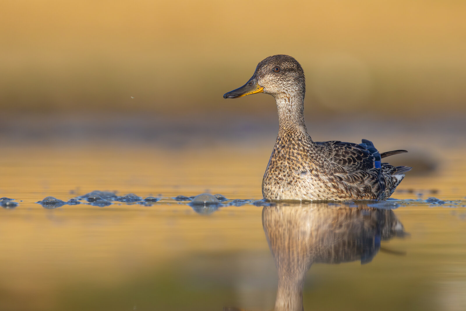 Çamurcun  ( Anas Crecca )