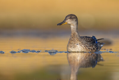 Çamurcun  ( Anas Crecca )