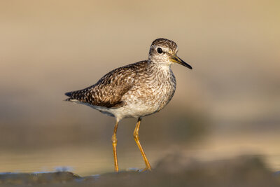 Orman Düdükçünü  (Tringa Glareola )