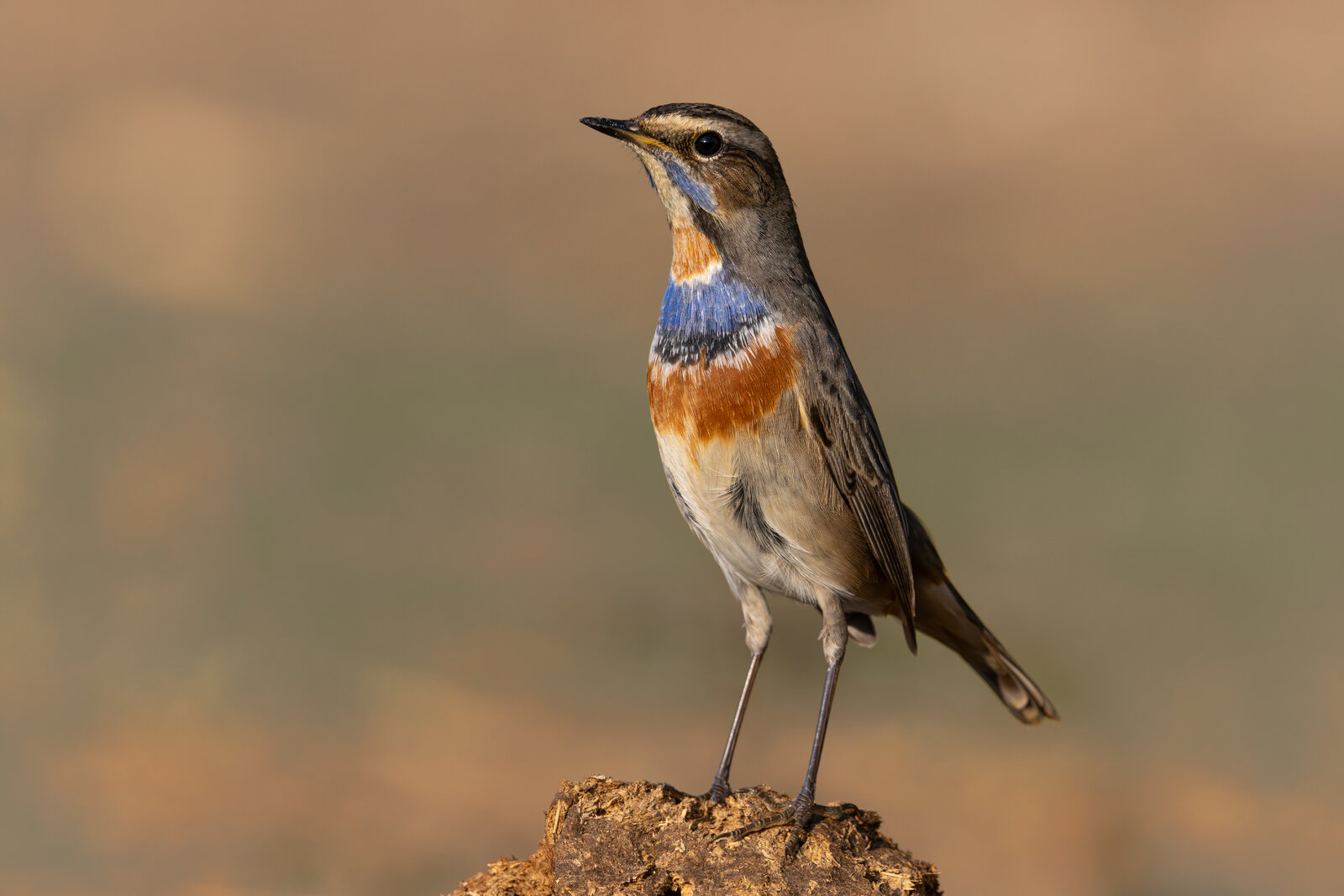 Mavigerdan  ( Luscinia Svecica )