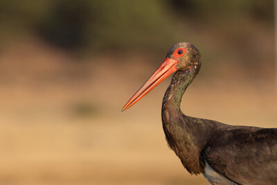 Kara Leylek  (Ciconia Nigra)