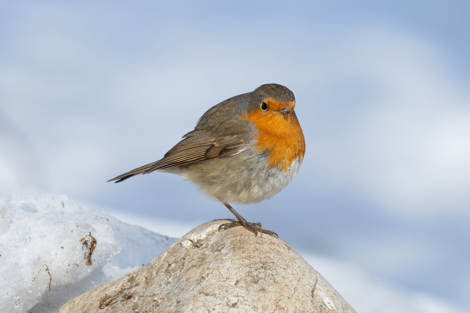 Kızılgerdan  (Erithacus Rubecula )