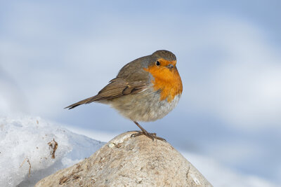 Kızılgerdan  (Erithacus Rubecula )