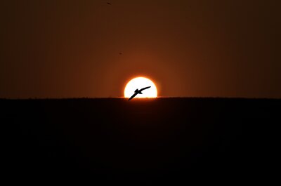 Gün Batımında Süzülen Kuş