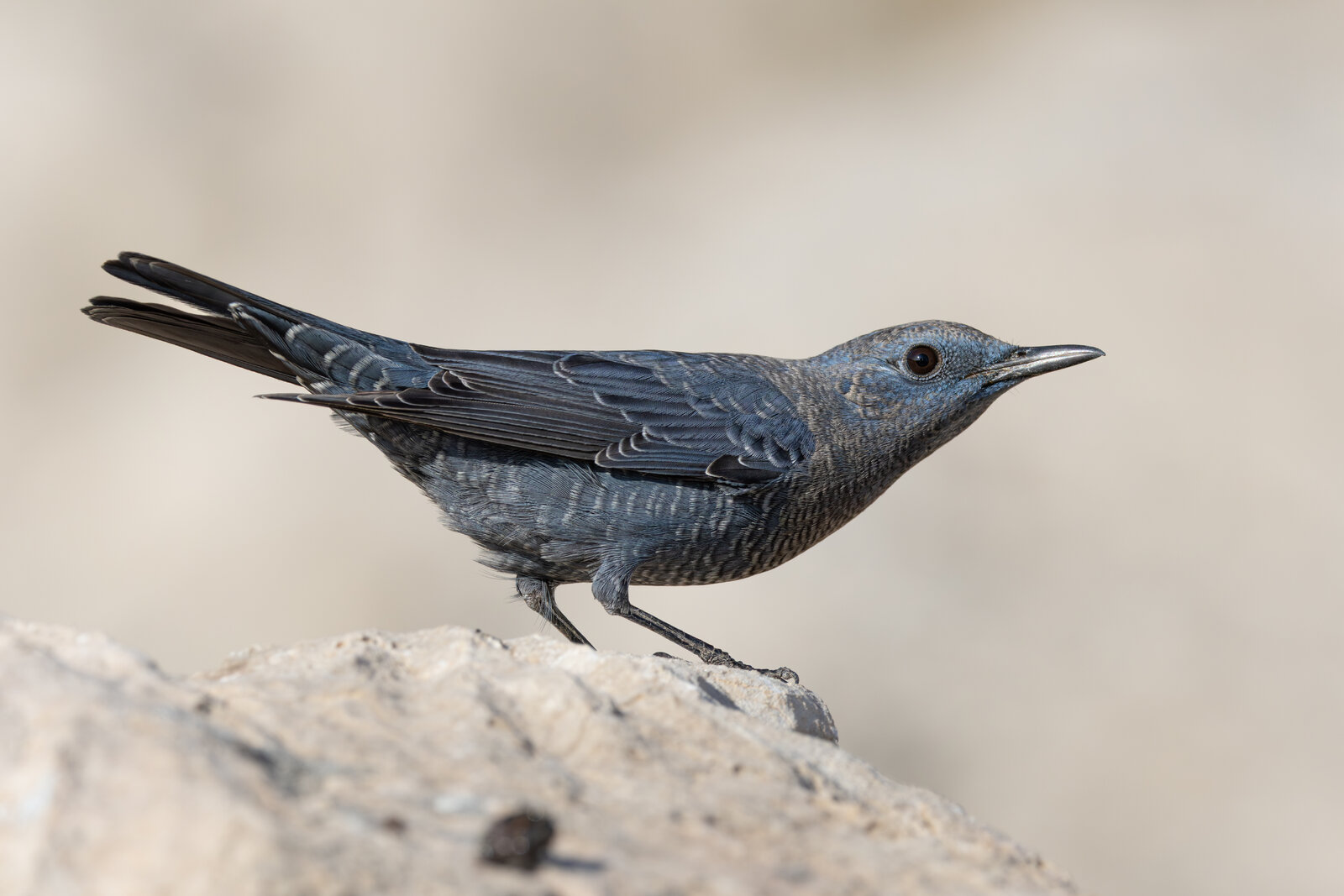 Gökardıç ( Monticola Solitarius )