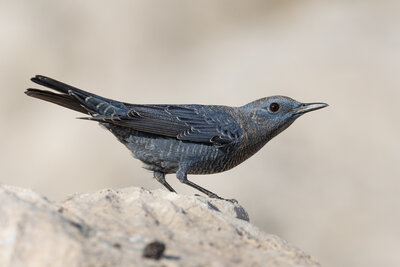 Gökardıç ( Monticola Solitarius )