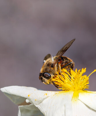 Altın Tozuna Bulanan Bir Yaşam