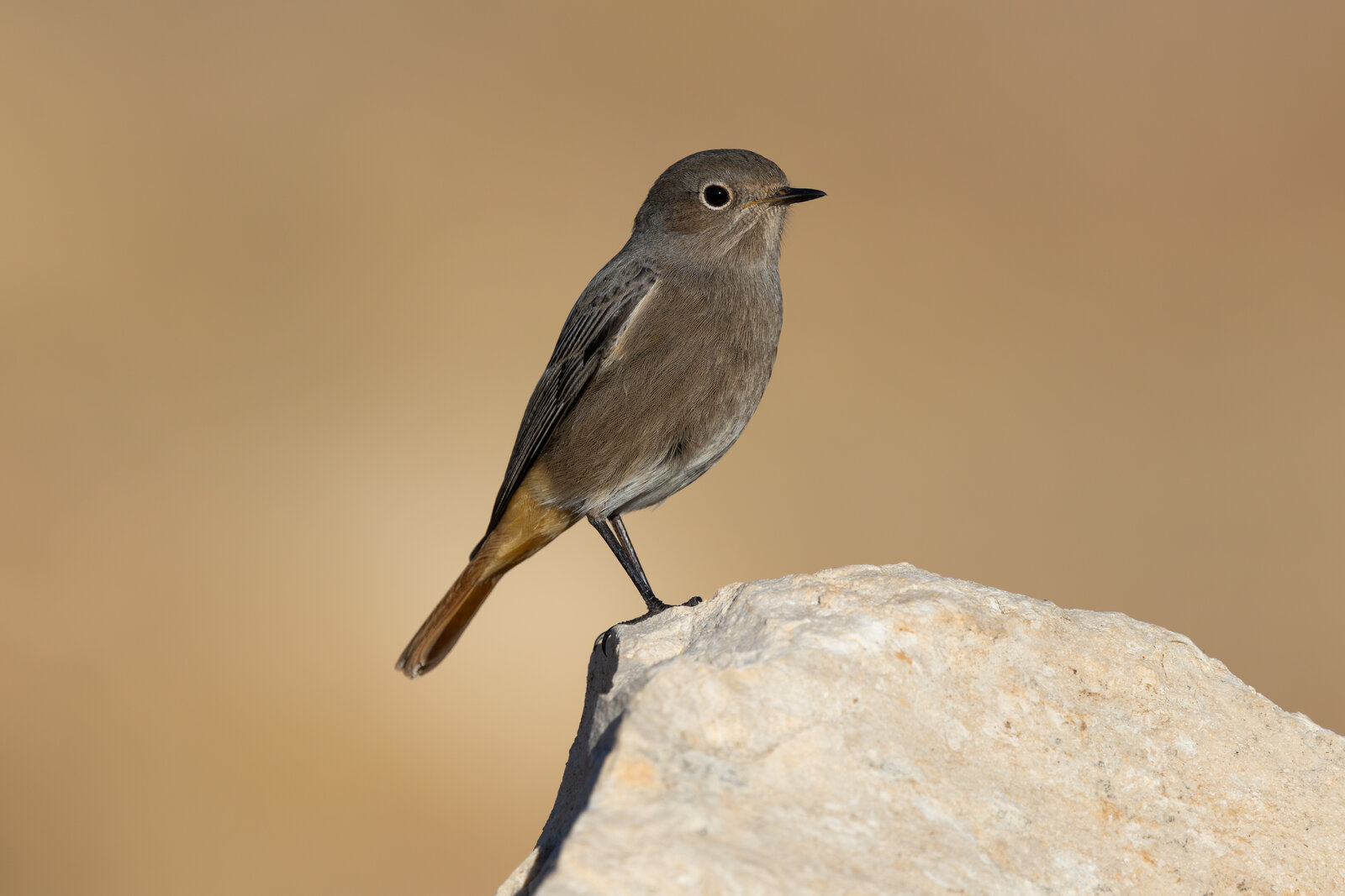 Kara Kızılkuyruk ( Phoenicurus Ochruros )