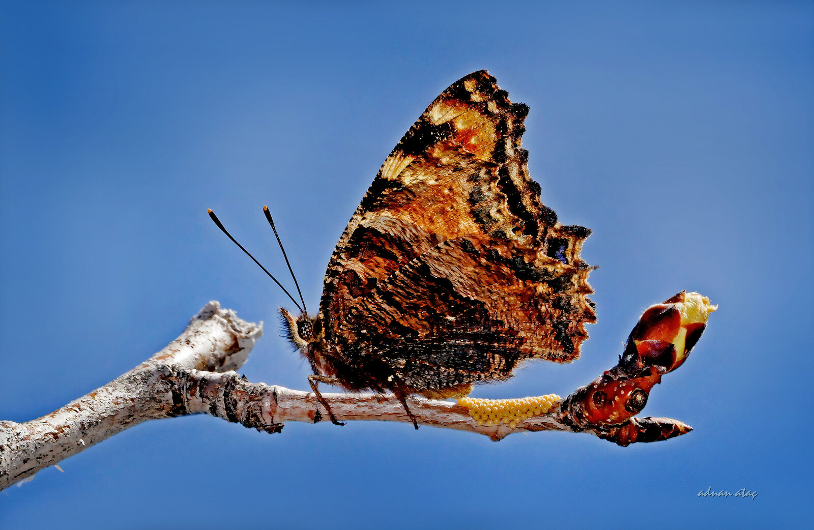 Karaağaç Nimfalisi Yumurta Bırakırken - Nymphalis Polychloros - Large Tortoiseshell - Çamlıdere - Ankara
