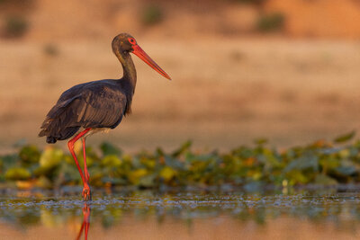 Kara Leylek ( Ciconia Nigra )