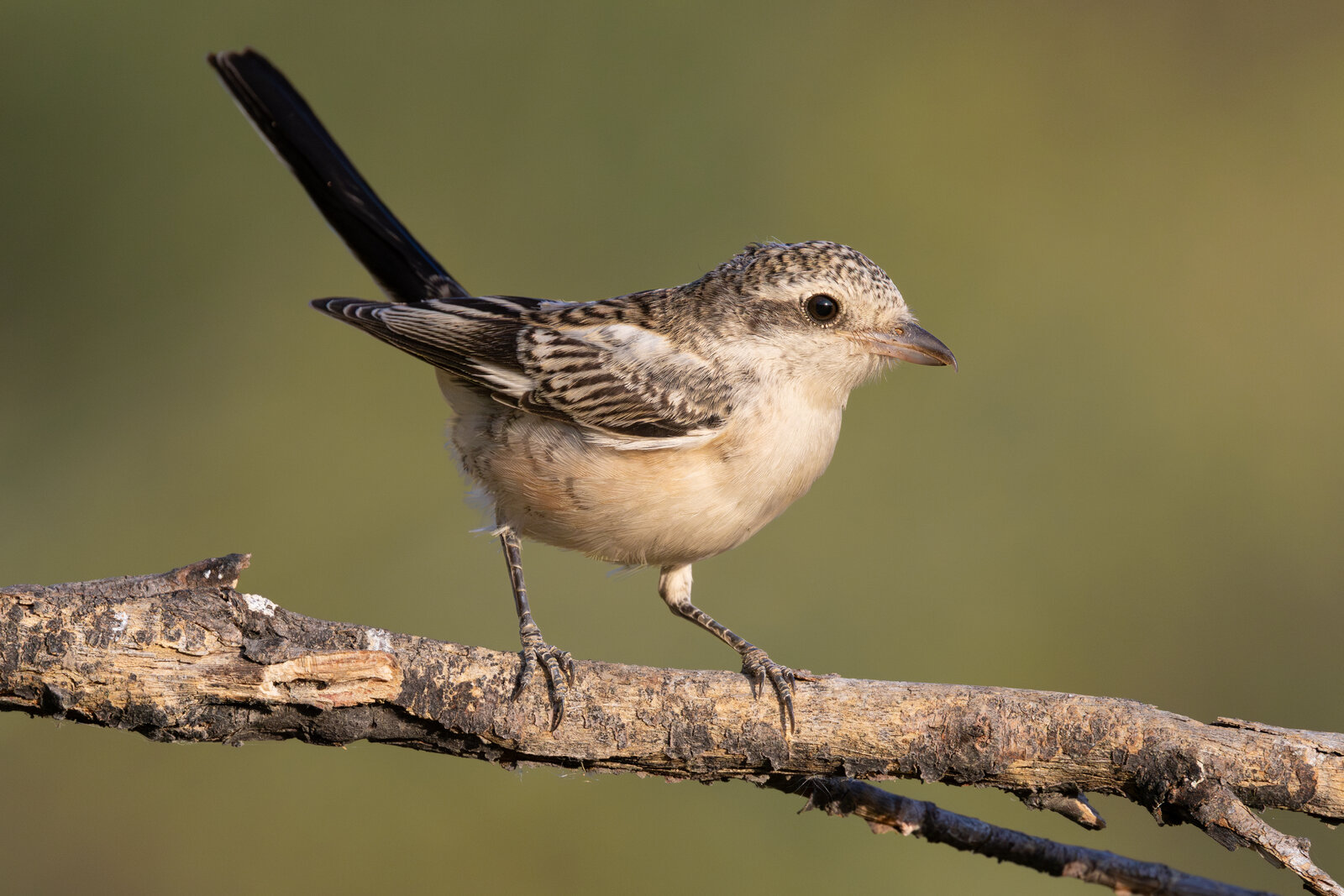Maskeli Örümcekkuşu ( Lanius Nubicus )