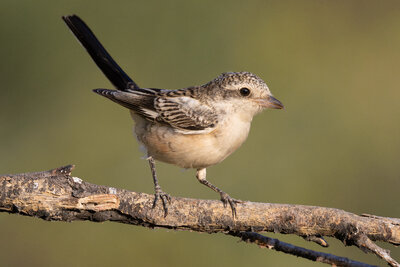 Maskeli Örümcekkuşu ( Lanius Nubicus )