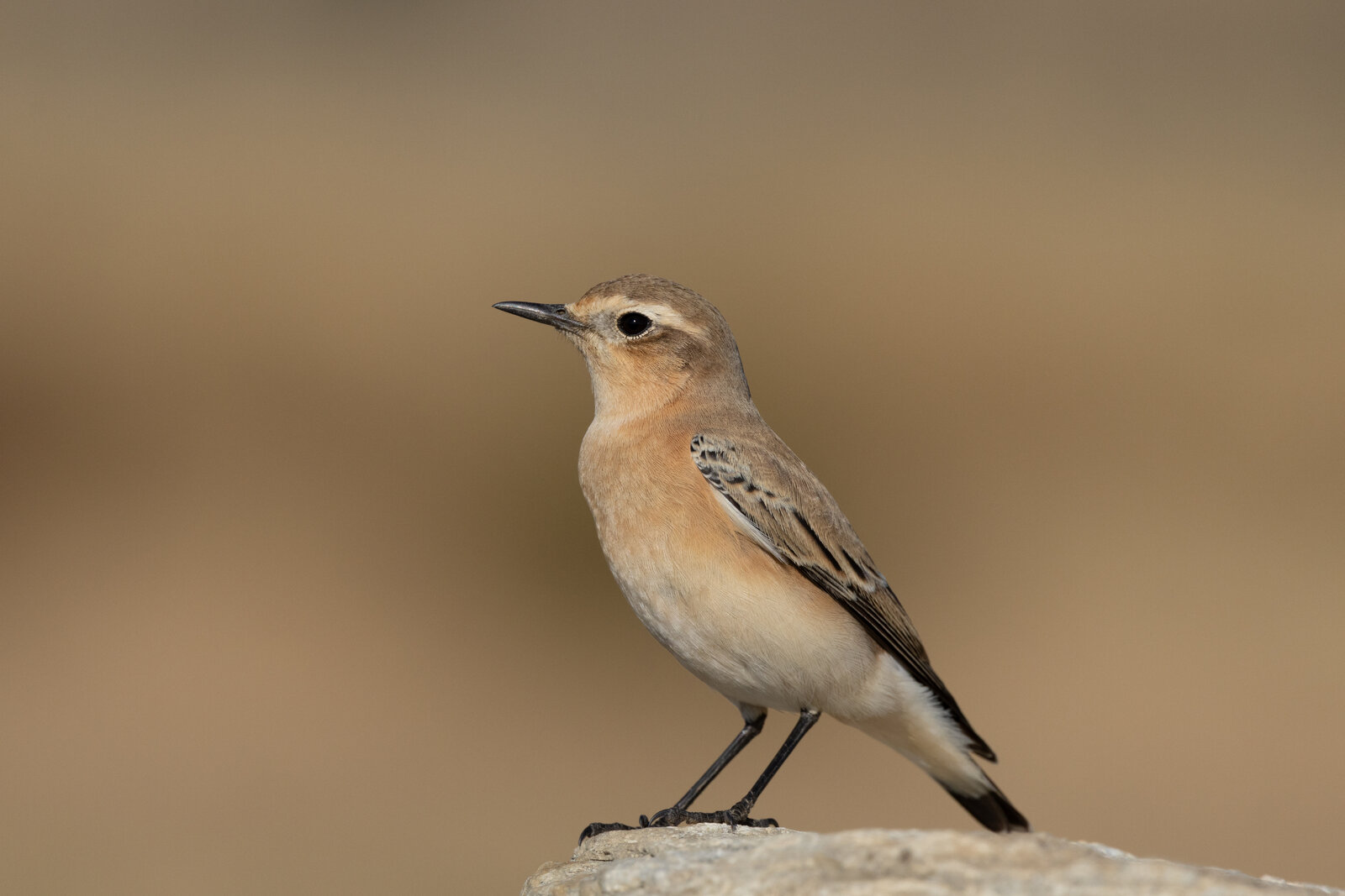 Kuyrukkakan ( Oenanthe Oenanthe )