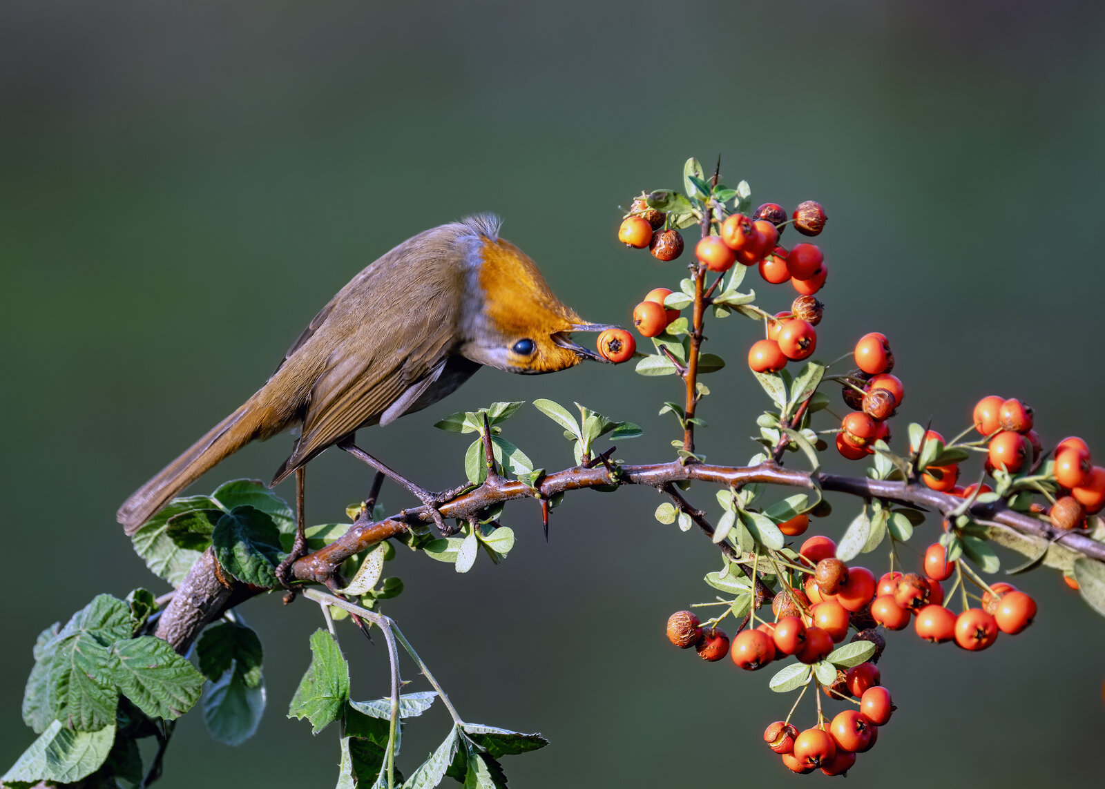 Akrobatik Kızılgerdan