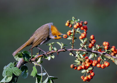 Akrobatik Kızılgerdan