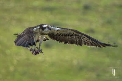 Balık Kartalı (Osprey) 