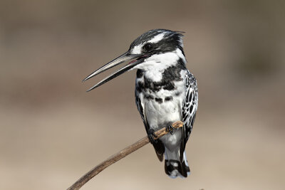  Alaca Yalıçapkını ( Ceryle Rudis )