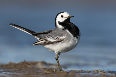 Ak Kuyruksallayan ( Motacilla Alba )