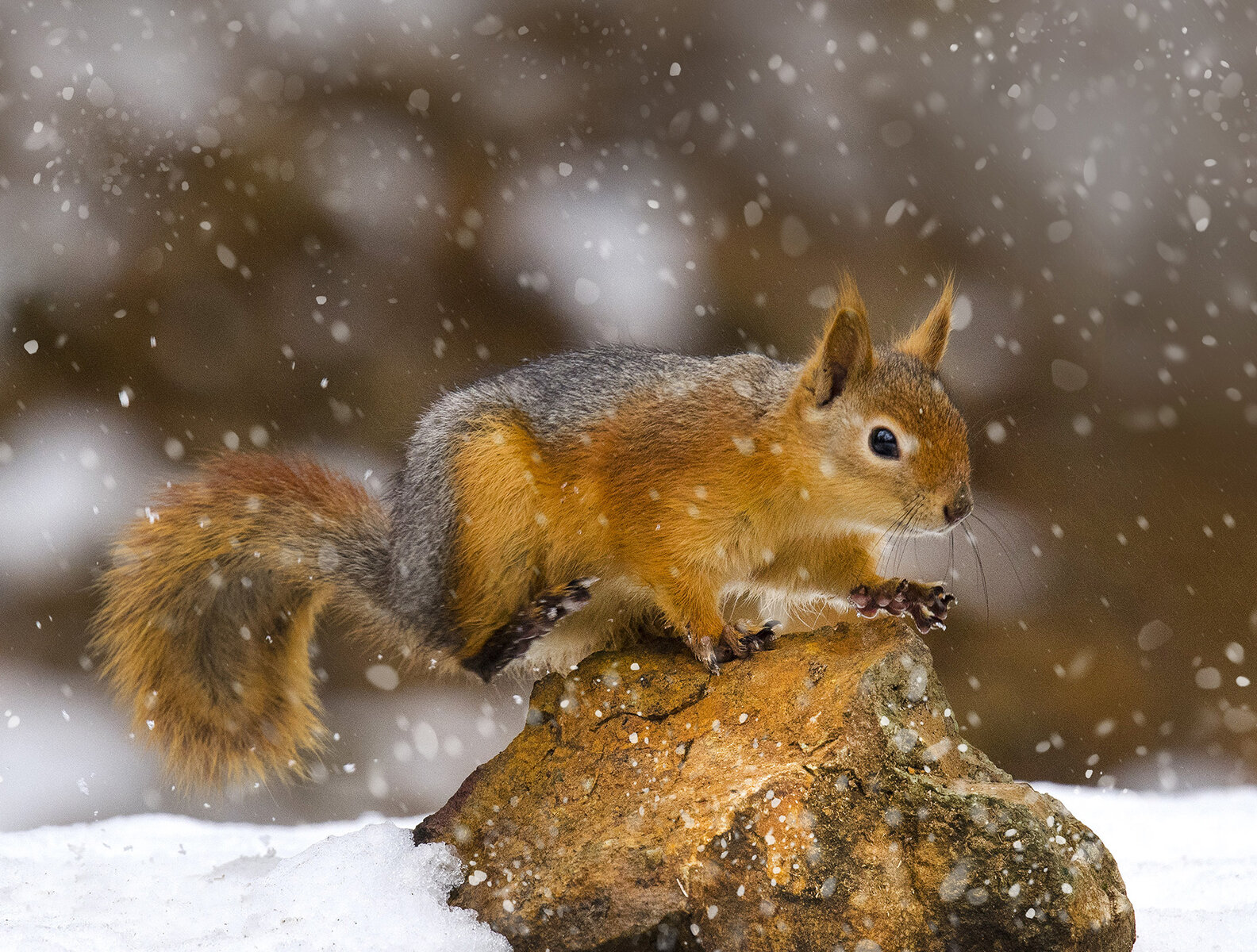Anadolu Ağaç Sincabı (Sciurus Anomalus) - Sincan, Ankara
