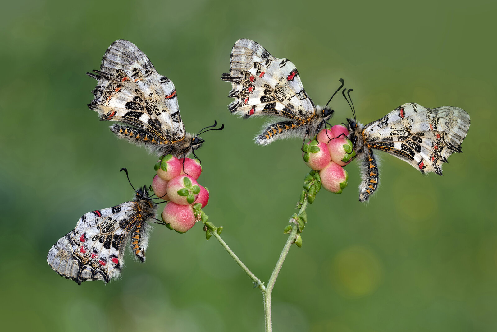 Orman Fisto Kelebekleri