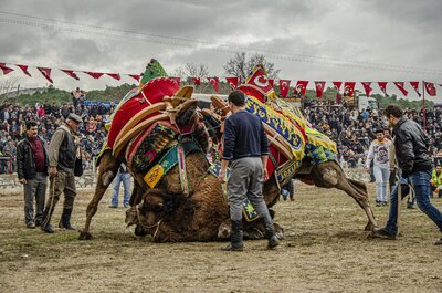 Deve Güreşi