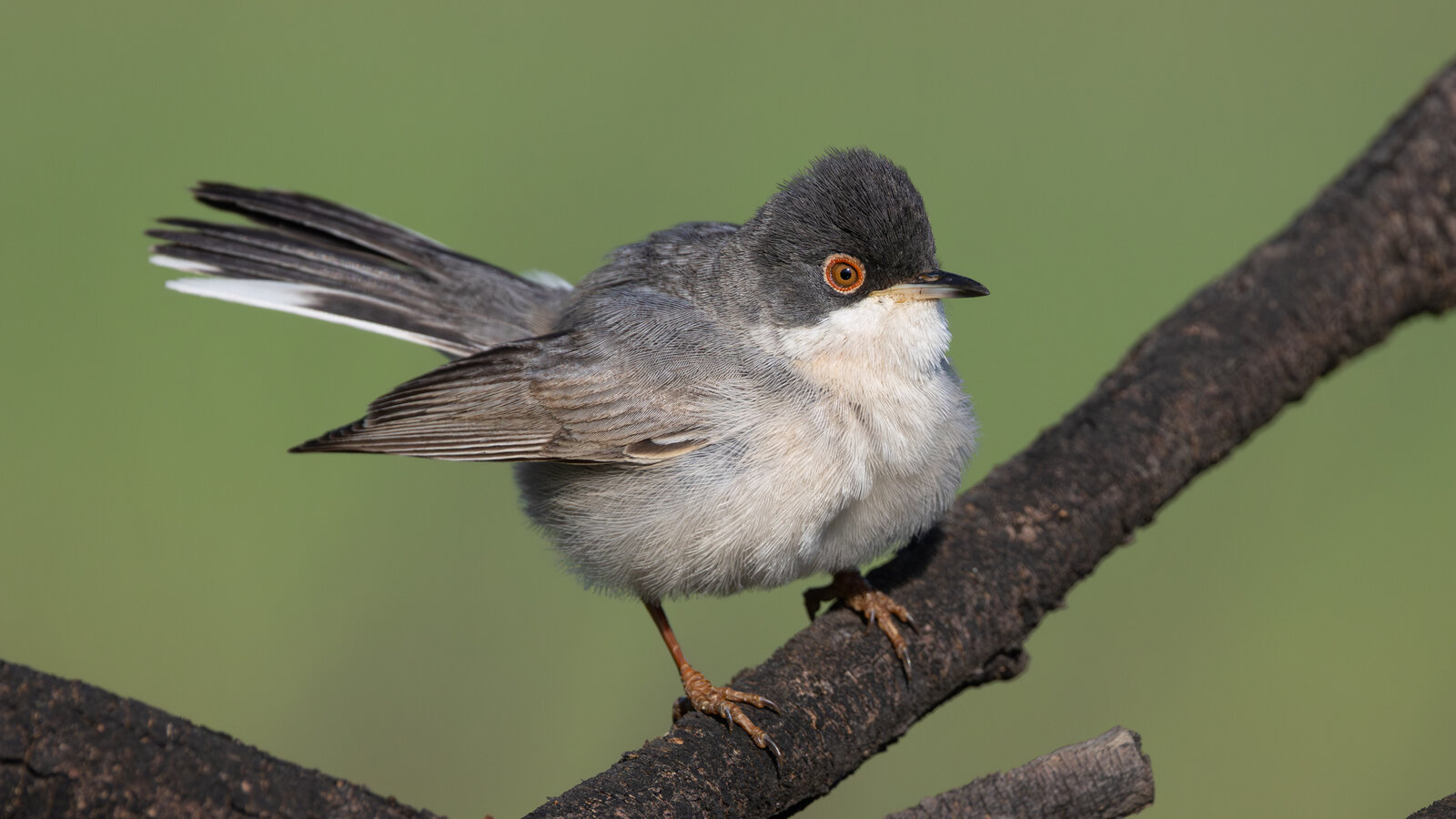 Pembegöğüslü Ötleğen / Rubescens/Turcmenica