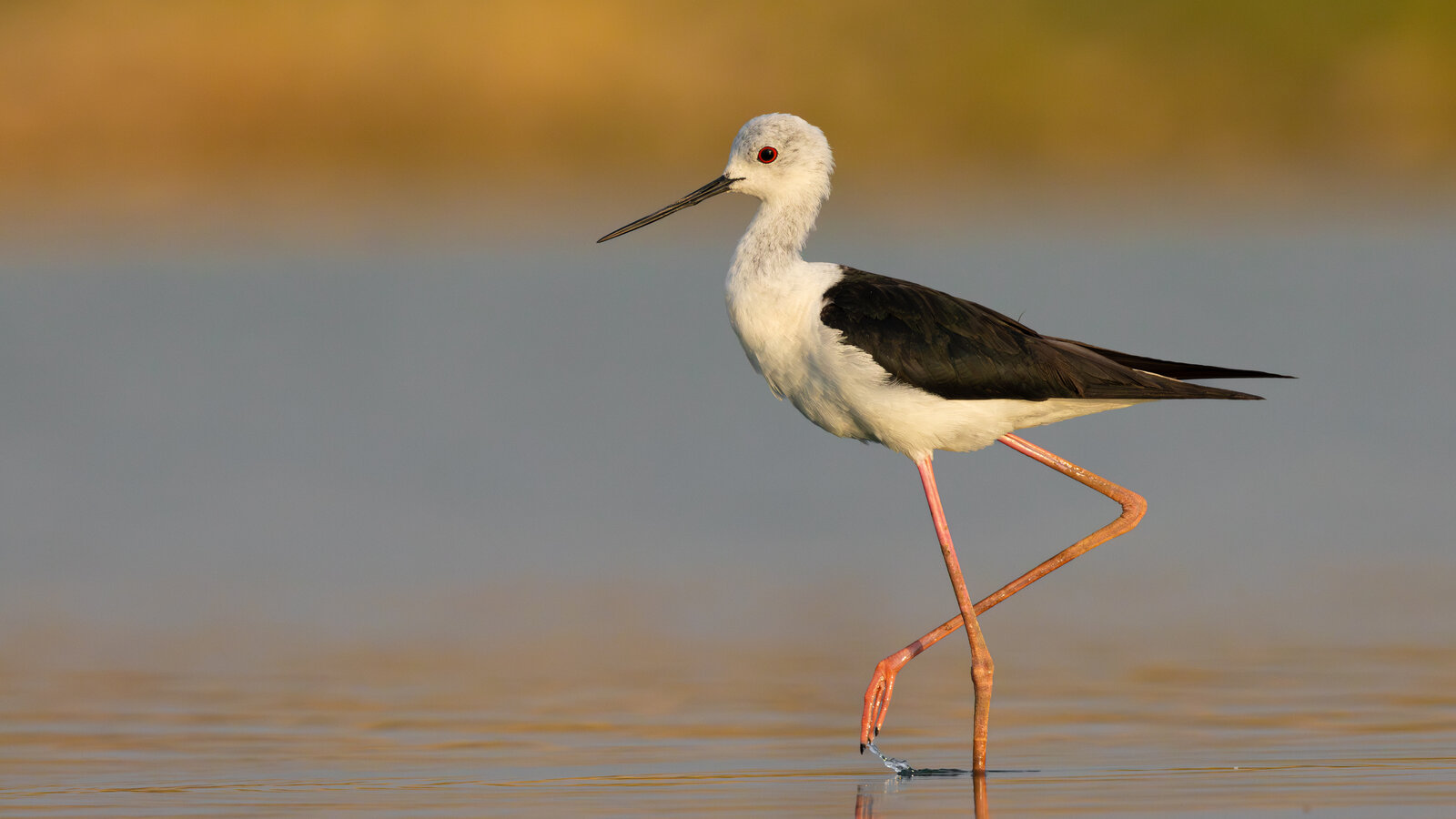 Uzunbacak ( Himantopus Himantopus )