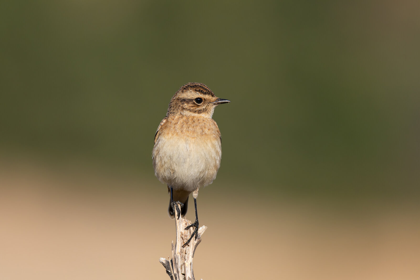 Çayır Taşkuşu  ( Saxicola Rubetra )