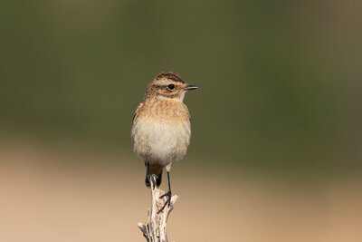 Çayır Taşkuşu  ( Saxicola Rubetra )