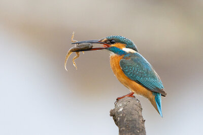 Yalıçapkını ( Alcedo Atthis )