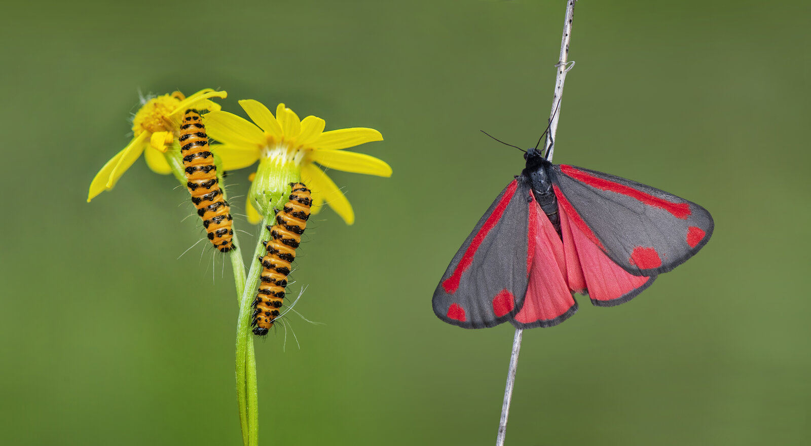 Kızıl Çubuklu Zencefil Güvesi - Tyria Jacobaeae - Cinnabar Moth