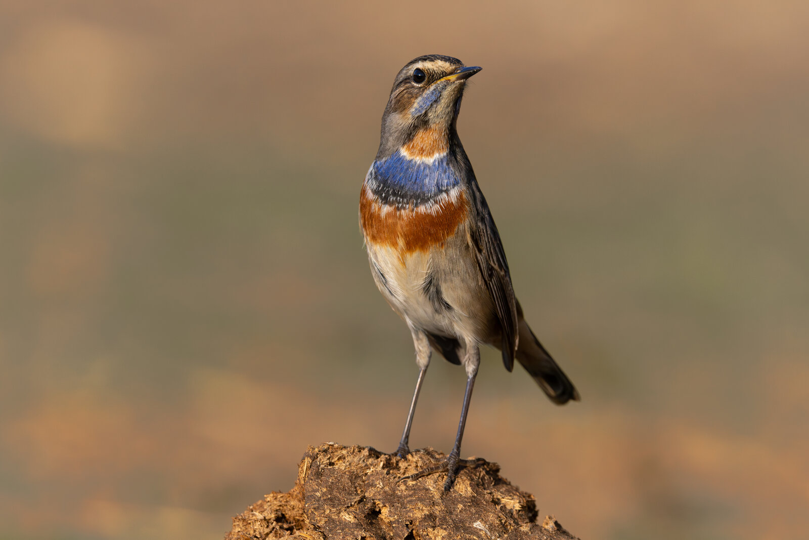 Mavigerdan ( Luscinia Svecica )