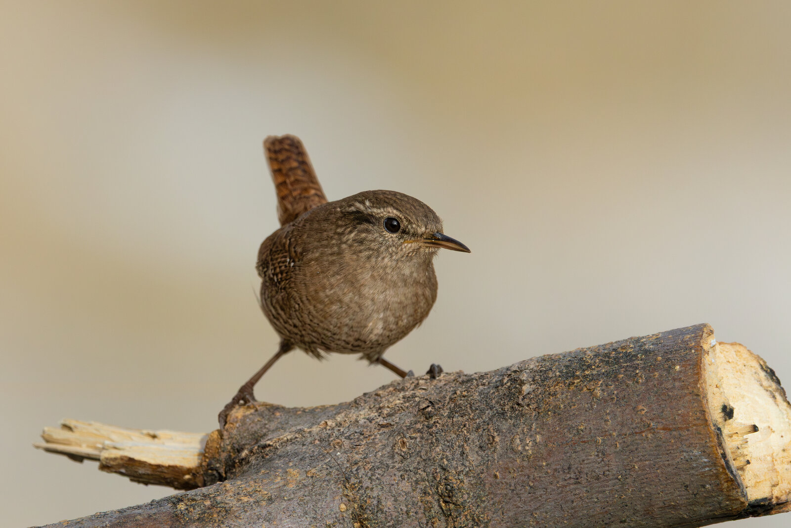 Çıtkuşu  ( Troglodytes Troglodytes )