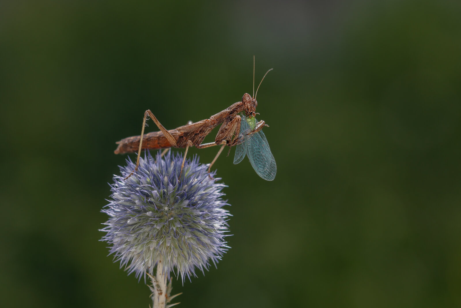   Avrupa Peygamberdevesi  (Mantis Religiosa)