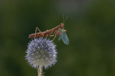   Avrupa Peygamberdevesi  (Mantis Religiosa)